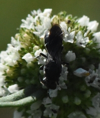 Hylaeus schwarzii