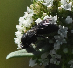 Hylaeus schwarzii