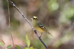 Vireo crassirostris