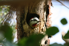 Xiphidiopicus percussus