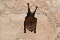 Macrotus waterhousii