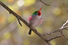Todus multicolor