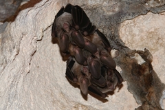 Macrotus waterhousii