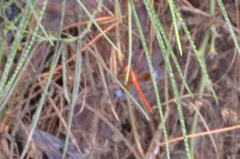 Tholymis tillarga