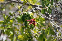 Passiflora cupraea