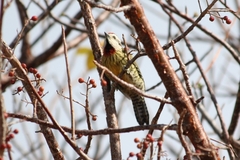 Xiphidiopicus percussus