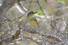 Vireo crassirostris