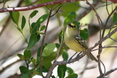 Vireo crassirostris