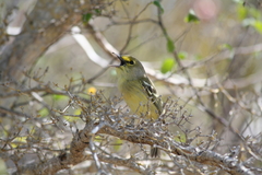 Vireo crassirostris