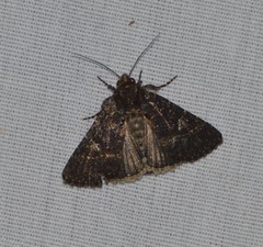 Condica albigera