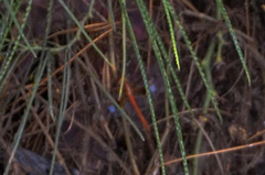 Tholymis tillarga