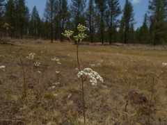 Perideridia gairdneri