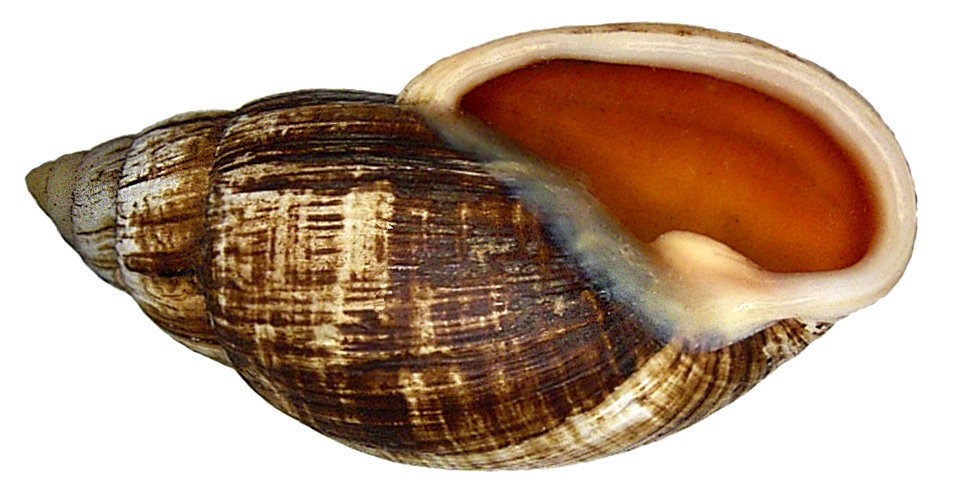 Placostylus fibratus