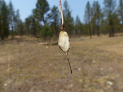 Perideridia gairdneri