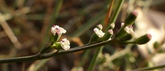 Petroselinum segetum