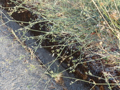 Petroselinum segetum