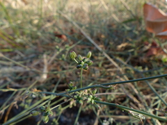 Petroselinum segetum