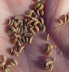 Petroselinum segetum