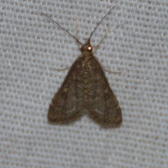 Steniodes declivalis