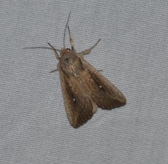 Leucania subpunctata