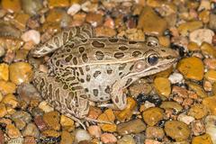 Lithobates sphenocephalus utricularius