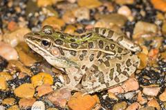 Lithobates sphenocephalus utricularius