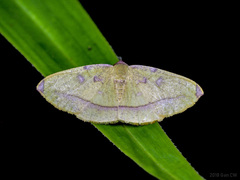 Heterolocha pyreniata
