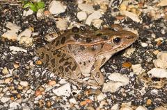 Lithobates sphenocephalus utricularius