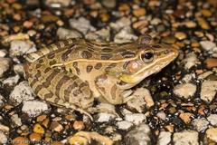 Lithobates sphenocephalus utricularius