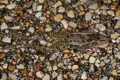 Lithobates sphenocephalus utricularius