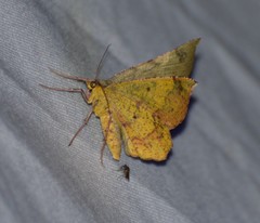 Erastria decrepitaria