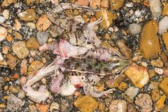 Lithobates sphenocephalus utricularius