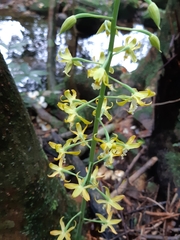 Cephalantheropsis obcordata