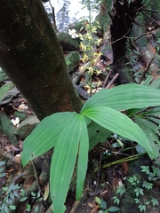 Cephalantheropsis obcordata