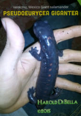 Isthmura gigantea