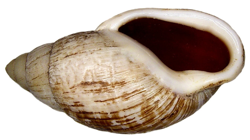 Placostylus porphyrostomus