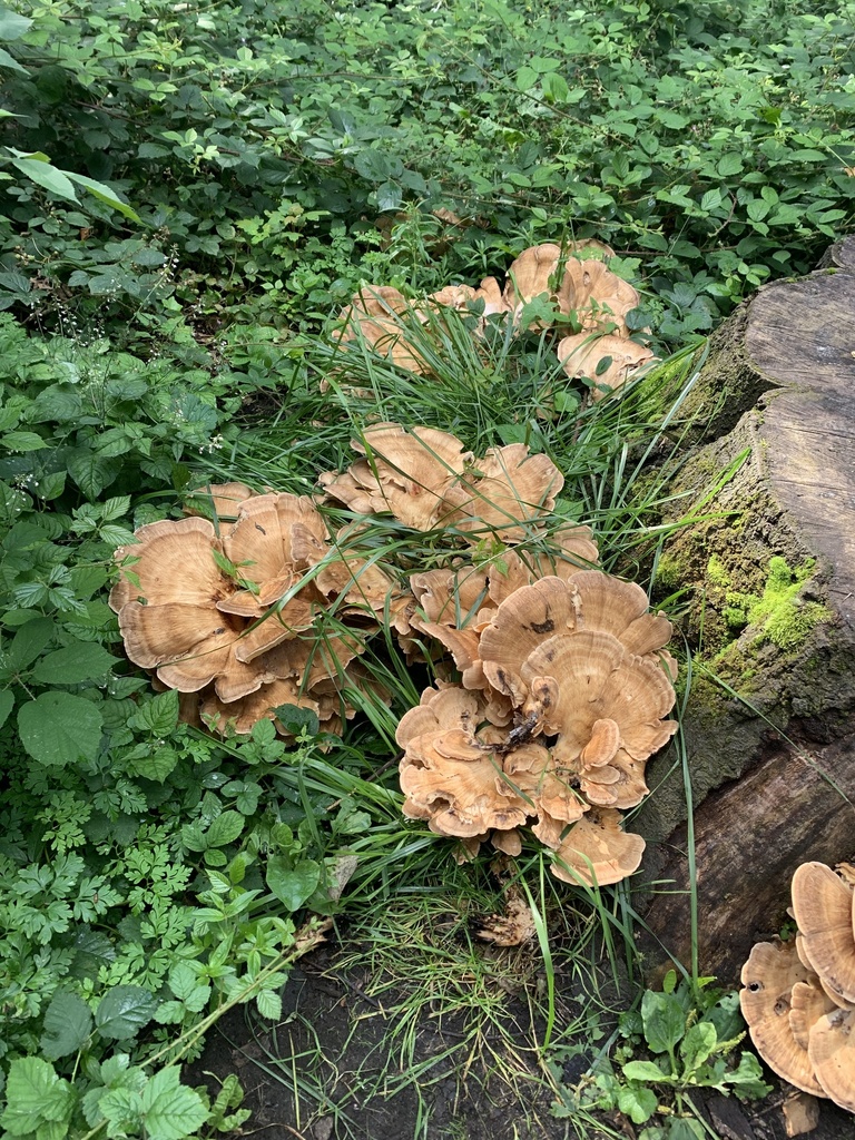 Giant Polypore from Landseer Park, Ipswich, England, GB on August 10 ...