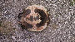 Apalone spinifera guadalupensis