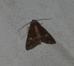 Condica albigera