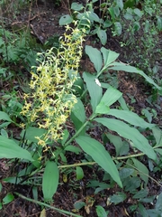 Cephalantheropsis obcordata