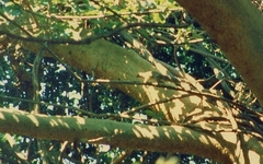 Heliosciurus mutabilis