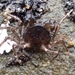 Flat Pillbox Crab - Photo (c) Kelvin Perrie, some rights reserved (CC BY-NC), uploaded by Kelvin Perrie