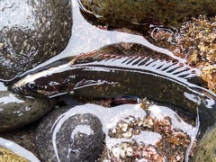 Acanthoclinus fuscus