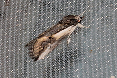 Stenoprora perspicua