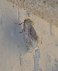 Chamaeclea basiochrea