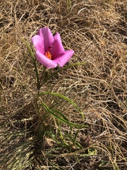 Hibiscus microcarpus