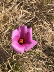 Hibiscus microcarpus
