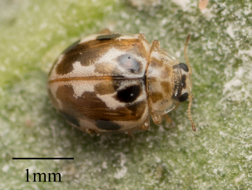 Twenty-spotted Lady Beetle photo 3
