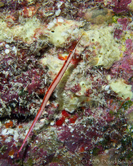 Dunckerocampus baldwini