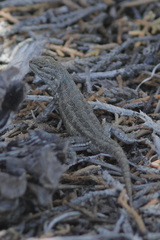 Sceloporus graciosus graciosus